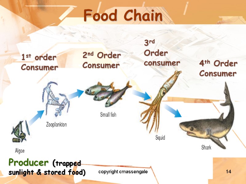 14 Food Chain Producer (trapped sunlight & stored food) 1st order Consumer 2nd Order